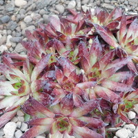 Sempervivum 'Noir'